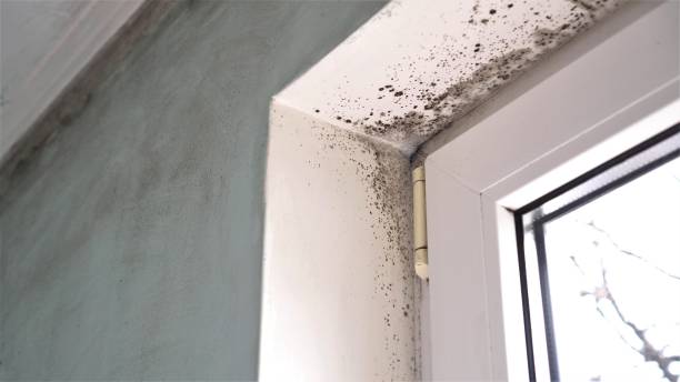 Best Basement Mold Removal  in Melville, RI